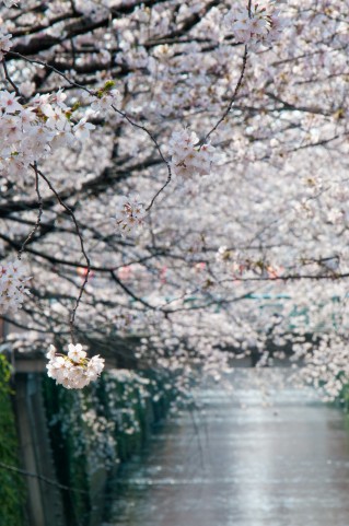催花雨,桜.開花宣言