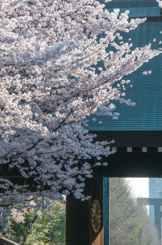 東京都,桜,花見名所,花見時期,隅田公園,隅田川